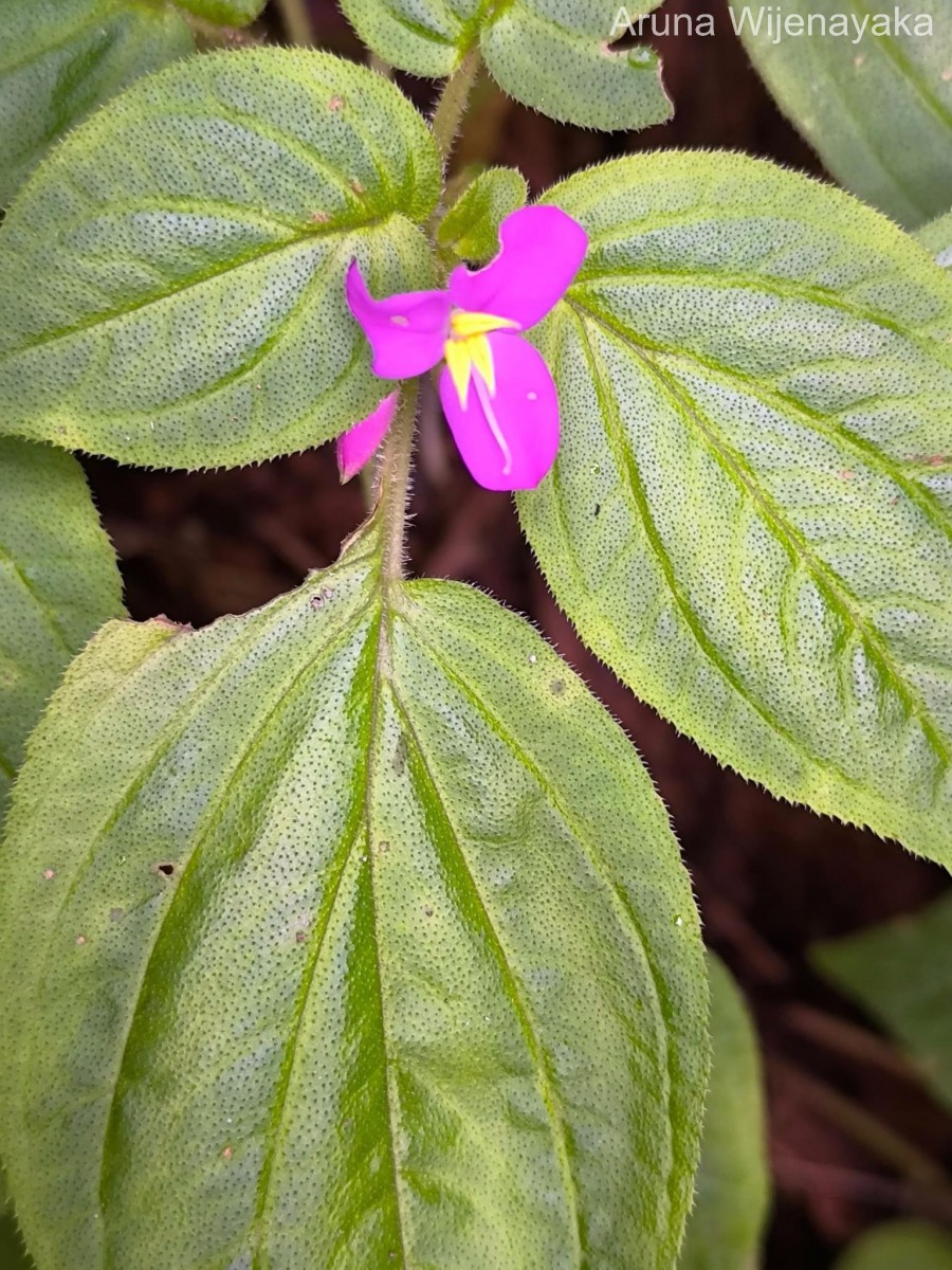 Sonerila pilosula Thwaites